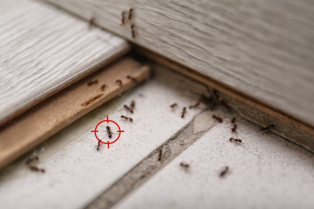 Best Pest Removal Services  in Dalton, GA