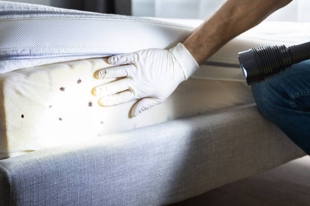 Best Wasp Removal Services  in Dalton, GA