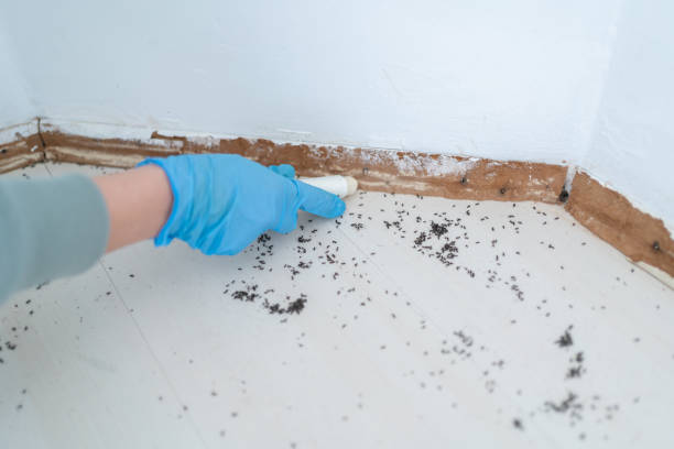 Best Flea Control Services  in Dalton, GA